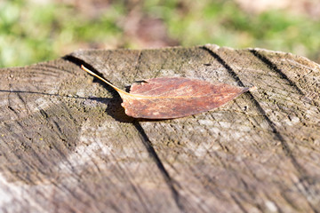 Autumn leaf on the wooden background