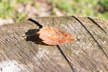 Autumn leaf on the wooden background