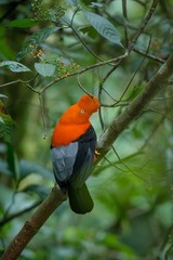 Male of Andean Cock-of-the-rock (Rupicola peruvianus) lekking and dyplaing in front of females, typical mating behaviour, beautiful orange bird in its natural enviroment, amazonian rain forest, Brazil
