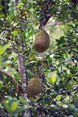 Jackfruit Tree