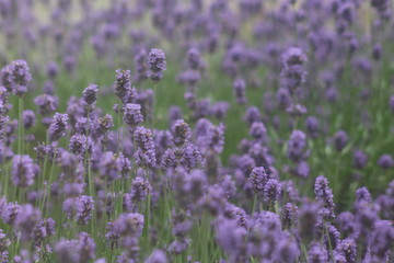 field of lavender