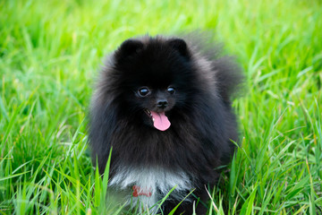 Obraz premium Puppy Pomeranian Spitz with its owner. Young energetic dog on a walk. Whiskers, portrait, closeup. Enjoying, playing, green background 