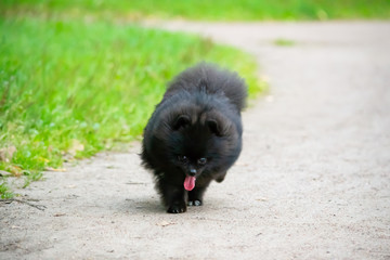 Puppy Pomeranian Spitz with its owner. A young energetic dog is running around for a walk. Whiskers, portrait, closeup. Enjoying, playing, sand background. 