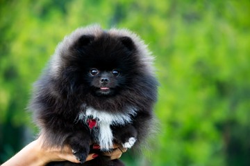 Puppy Pomeranian Spitz with its owner.  Young energetic dog on a walk. Whiskers, portrait, closeup. Enjoying, playing, green background 