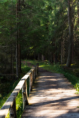 Obraz premium Footbridge Path Leading Deeper into the Forest, Moody Photo