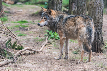 Grey Wolf (Canis lupus) Portrait - captive animal shot from the back in the forest