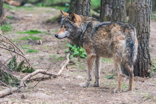 Grey Wolf (Canis lupus) Portrait - captive animal shot from the back in the forest