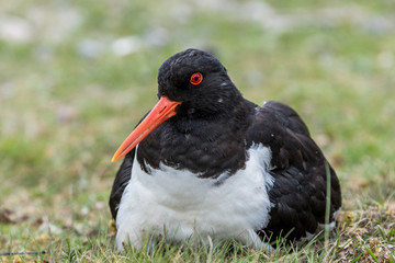 Closeup photo of an Oyster catcher sitting on the grass with shellow depth of field shot. space for text