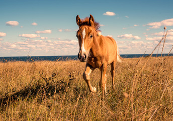 Fototapeta premium Beautifully groomed horses