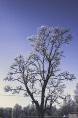 Fototapeta na wymiar Lonely Standing Tree in a Winter Day - vintage look edit