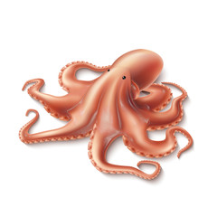 Vector realistic octopus, marine squid 3d mollusk