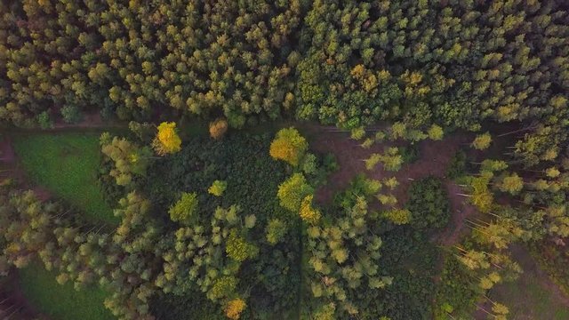 4k AERIAL: Top down view on European mixed forest in autumnal colors. 3840x2160, 30fps.