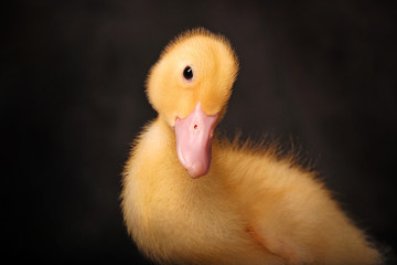 Yellow Duckling