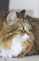 Beauty cat of livestock, siberian purebred. Adorable domestic pet with long hair outdoor