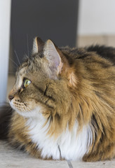 Fototapeta na wymiar Beauty cat of livestock, siberian purebred. Adorable domestic pet with long hair outdoor