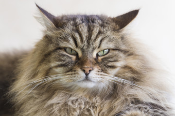 Naklejka na ściany i meble Beauty cat of livestock, siberian purebred. Adorable domestic pet with long hair outdoor
