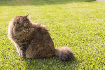 Naklejka na ściany i meble Beauty cat of livestock, siberian purebred. Adorable domestic pet with long hair outdoor