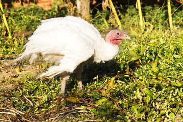  turkey in traditional farm