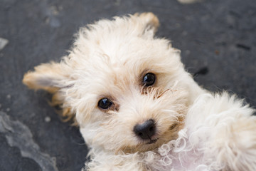 cute puppy face, dog and pet  cara de cachorro 