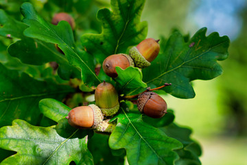 Acorns on a oak tree with green lush leaves