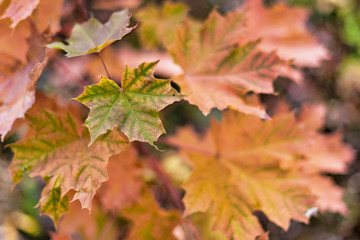 Fototapeta na wymiar Maple leaves in autumn colors
