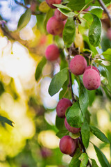 Victoria plums on a branch during autumn