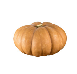 Sideview of single pumpkin isolated in white background.