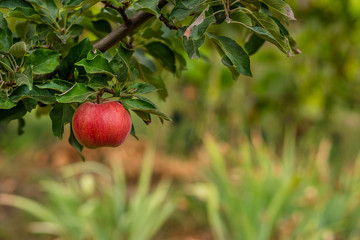 Apples on the tree in the orchard. Young tree.