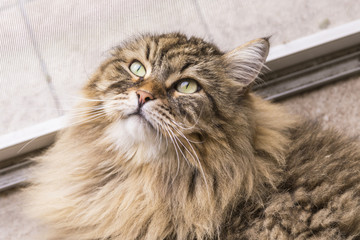 Beauty cat of livestock, siberian breed. Adorable domestic pet with long hair outdoor