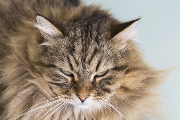 Beauty cat of livestock, siberian breed. Adorable domestic pet with long hair outdoor