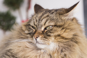 Naklejka na ściany i meble Beauty cat of livestock, siberian breed. Adorable domestic pet with long hair outdoor