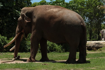 Fototapeta premium Zoo Miami
