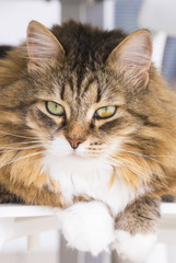 Beauty cat of livestock, siberian breed. Adorable domestic pet with long hair outdoor