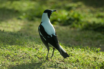 Magpie