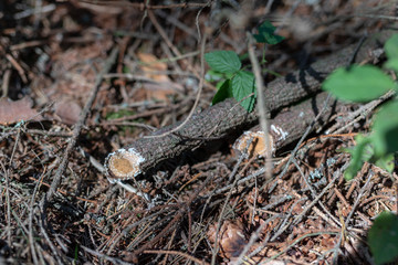 Cut branches in the forest. Branches of trees and resin in a coniferous stand.