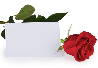 Red Rose with Blank Card
