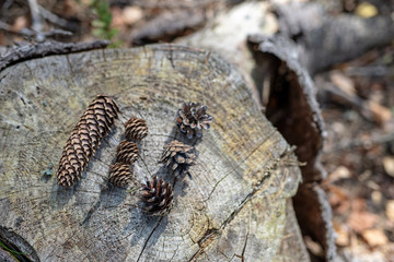 Cones on a stump in the forest. Tree seeds in a coniferous stand.