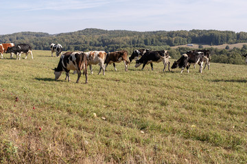 Naklejka na ściany i meble Dairy cows in the pasture. Pets on a meadow in the mountains.