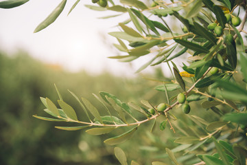 Detail of olive tree