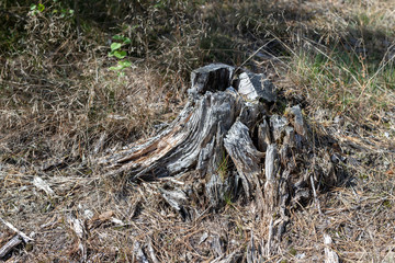 An old rotten tree trunk stuck in the woods. New small trees next to old tree trunks.