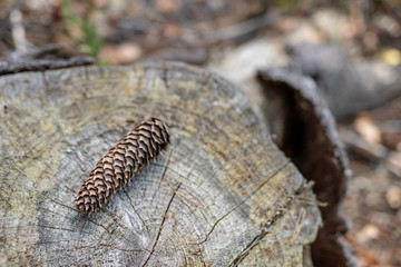 Cones on a stump in the forest. Tree seeds in a coniferous stand.
