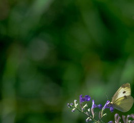 White Scales on a Cabbage White Butterfly on Purple Flowers