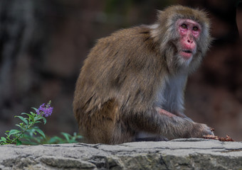 Earth Toned Fur on a Japanese Macaque (Snow Monkey) Portrait