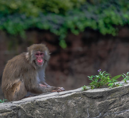 Obraz premium Earth Toned Fur on a Japanese Macaque (Snow Monkey) on a Rock