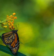 Bright Orange, Yellow, and Black Scales on a Monarch Butterfly