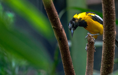 Bright Yellow, White and Black Plumage on a Scott's Oriole