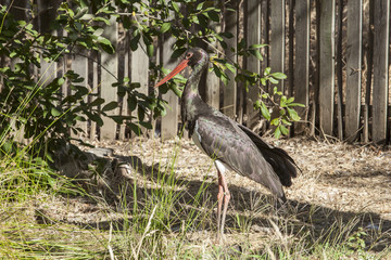 Black stork at Los Hornos Recovery Center