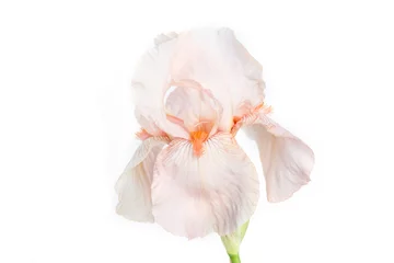 Meubelstickers Beautiful multicolored iris flower isolated in white. © zgurski1980