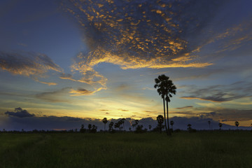 palm tree and dramatic sky