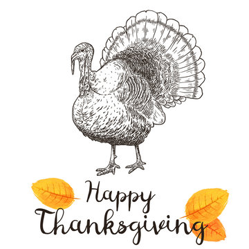 Hand drawn vector illustration of turkey to a Thanksgiving holiday.